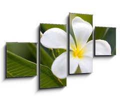 Obraz 4D tydln - 100 x 60 cm F_IS42353614 - tropical flowers frangipani (plumeria)