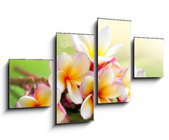 Obraz 4D tydln - 100 x 60 cm F_IS42559107 - Frangipani Tropical Spa Flower. Plumeria. Shallow DOF