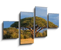 Obraz 4D čtyřdílný - 100 x 60 cm F_IS4280552 - African Acacia tree, Hwange National Park, Zimbabwe