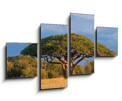 Obraz 4D tydln - 100 x 60 cm F_IS4280552 - African Acacia tree, Hwange National Park, Zimbabwe - Africk strom akcie, nrodn park Hwange, Zimbabwe