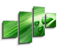 Obraz 4D tydln - 100 x 60 cm F_IS43098677 - Plantleaf