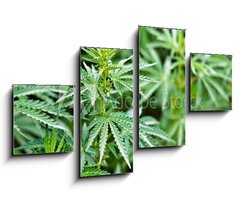 Obraz 4D tydln - 100 x 60 cm F_IS44012668 - marijuana - marihuana