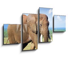 Obraz   Elephant with large tusks, 100 x 60 cm