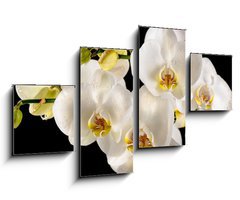 Obraz 4D tydln - 100 x 60 cm F_IS44455446 - White orchids on the black background