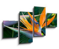 Obraz 4D tydln - 100 x 60 cm F_IS4597308 - Bird of paradise - Rajsk ptk