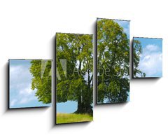 Obraz 4D tydln - 100 x 60 cm F_IS47143581 - Baum Buche Laubbaum