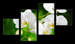 Obraz 4D tydln - 100 x 60 cm F_IS48780289 - orchid