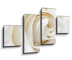Obraz   white rose, 100 x 60 cm
