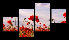 Obraz 4D tydln - 100 x 60 cm F_IS499070572 - Anzac Day memorial poppies. Field of red poppy flowers to honour fallen veterans soldiers in battle of Anzac armistice day. Wildflowers blooming poppy field landscape. Meadow with flowers.