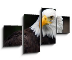 Obraz 4D tydln - 100 x 60 cm F_IS5007416 - American Bald Eagle (Haliaeetus leucocephalus)