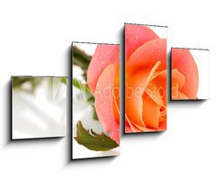 Obraz   rose with drops isolated on white, 100 x 60 cm