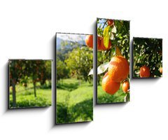 Obraz 4D tydln - 100 x 60 cm F_IS51744816 - Orange tree - Pomeranovnk