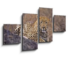 Obraz 4D tydln - 100 x 60 cm F_IS5242992 - Africa-Leopard
