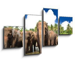Obraz 4D tydln - 100 x 60 cm F_IS53076772 - Elephant group in the river