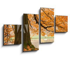 Obraz 4D tydln - 100 x 60 cm F_IS54618270 - Old beech tree - Star buk