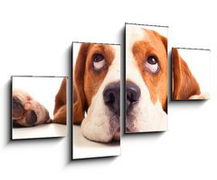 Obraz 4D tydln - 100 x 60 cm F_IS57528839 - beagle head isolated on white