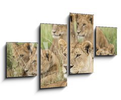 Obraz 4D tydln - 100 x 60 cm F_IS57547557 - Pride of Lions, Serengeti, Tanzania