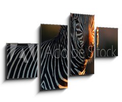 Obraz   Cape Mountain Zebra portrait, 100 x 60 cm