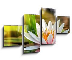 Obraz   water lily, 100 x 60 cm