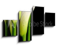 Obraz 4D tydln - 100 x 60 cm F_IS62816341 - Beautiful white Calla lilies with reflection on black background - Krsn bl Calla lilie s odrazem na ernm pozad