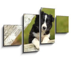 Obraz 4D tydln - 100 x 60 cm F_IS63537900 - Border Collie Puppy With Paws on White Rustic Fence 2