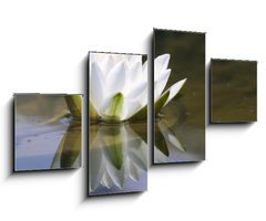 Obraz   white delicate water lily, 100 x 60 cm