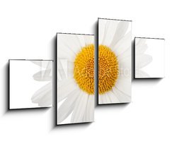 Obraz 4D tydln - 100 x 60 cm F_IS65929799 - White daisy