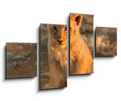 Obraz 4D tydln - 100 x 60 cm F_IS682146 - lion cub