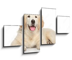 Obraz 4D tydln - 100 x 60 cm F_IS69054182 - Golden Retriever puppy on white background