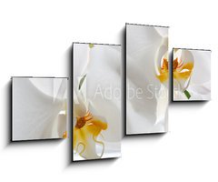 Obraz 4D tydln - 100 x 60 cm F_IS69659288 - Detail of two orchid flowers.