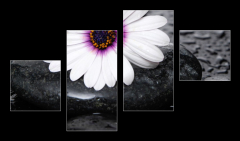 Obraz   Macro of beautiful white gerbera with wet stones, 100 x 60 cm