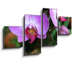 Obraz 4D tydln - 100 x 60 cm F_IS71782201 - Beautiful purple orchid - phalaenopsis