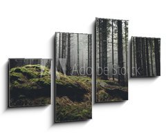 Obraz   wilderness landscape forest with pine trees and moss on rocks, 100 x 60 cm