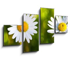 Obraz 4D tydln - 100 x 60 cm F_IS80255596 - White daisy flowers .