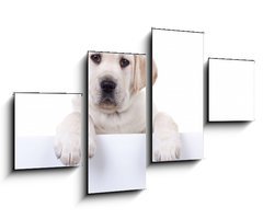 Obraz 4D tydln - 100 x 60 cm F_IS80290428 - Puppy dog holding sign or banner isolated