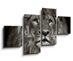 Obraz 4D tydln - 100 x 60 cm F_IS80704831 - arrogant lion