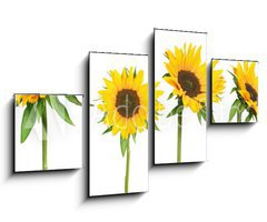 Obraz 4D tydln - 100 x 60 cm F_IS814278 - sunflowers