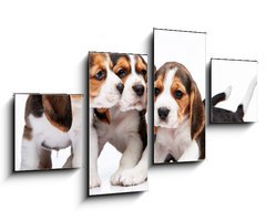 Obraz 4D tydln - 100 x 60 cm F_IS82868571 - Beagle puppies on white background