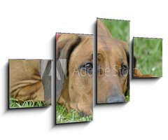 Obraz 4D tydln - 100 x 60 cm F_IS83953223 - dog on the grass