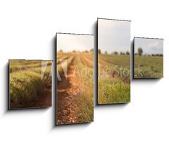 Obraz 4D tydln - 100 x 60 cm F_IS86512213 - Harvested lavender field - Sbr levandule pole