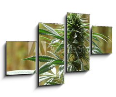 Obraz 4D tydln - 100 x 60 cm F_IS9135010 - cannabis - konop