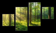 Obraz 4D tydln - 100 x 60 cm F_IS967529857 - Sunbeams Filtering Through a Lush Forest