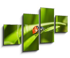 Obraz 4D tydln - 100 x 60 cm F_IS97352641 - Ladybug