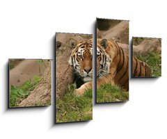 Obraz 4D čtyřdílný - 100 x 60 cm F_IS9779753 - Tiger
