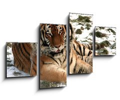 Obraz 4D tydln - 100 x 60 cm F_IS9779965 - Tiger