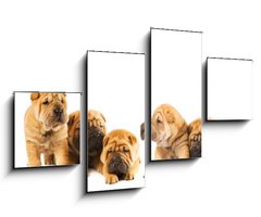 Obraz 4D tydln - 100 x 60 cm F_IS9958473 - Group of beautiful sharpei puppies isolated on white background