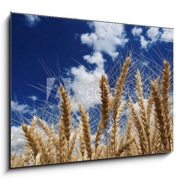 Obraz 1D - 100 x 70 cm F_E15194580 - Wheat