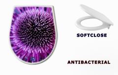 WC sedtko 1125758 - anamone flower