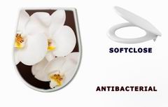 WC sedtko 20241888 - Beautiful orchid on brown background