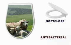 WC sedtko 21163445 - Ewe and lambs